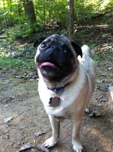 Benny the Vegan Pug Benny the Vegan Pug