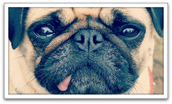Vegan Diet for Dogs Vegan Diet for Dogs