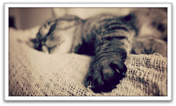 The Necessity of Sleep
