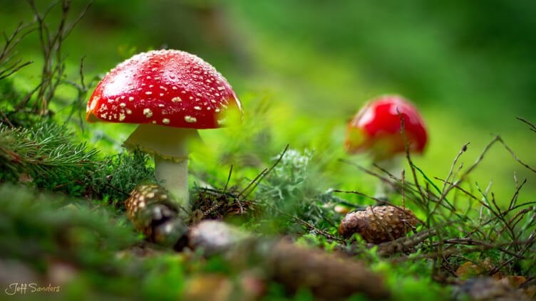 Nootropics, Mushrooms, and Adaptogens with James Beshara